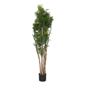 Ming Aralia Tree